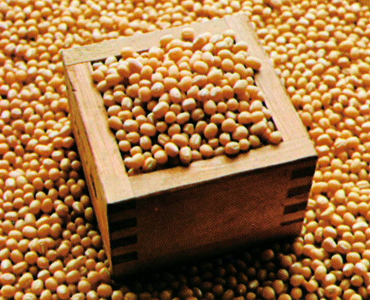 soybeans-shibuyajozo.jpg