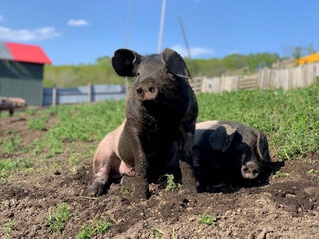 ３０haの広大な牧場で放牧飼育された美味しいお肉です！