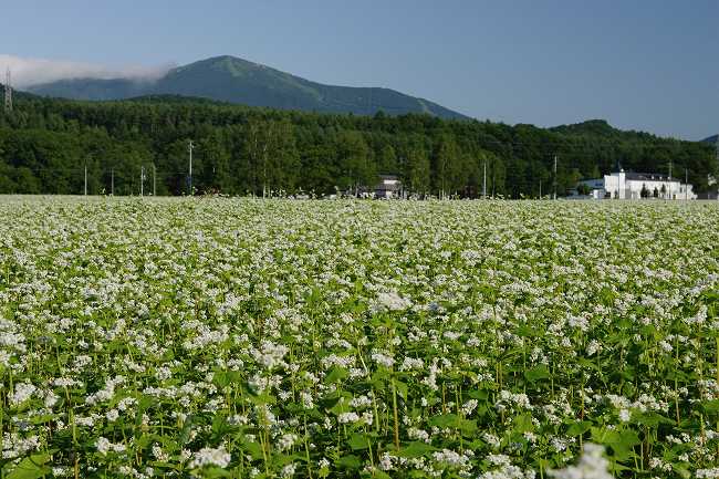 北海道が推奨、選定する 「道産食品独自認証制度（きらりっぷ）」認証された本格派二八そばです。