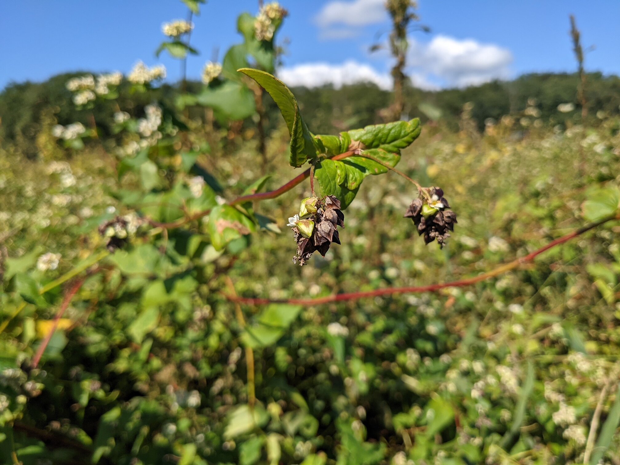 北海道が推奨、選定する 「道産食品独自認証制度（きらりっぷ）」認証された本格派二八そばです。