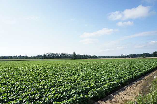 ドライフルーツが甘酸っぱいさわやかな大豆クッキー。乳酸菌とオリゴ糖でヘルシーに